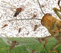 Migratory locust swarm