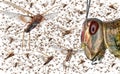 Migratory locust swarm Royalty Free Stock Photo