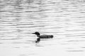 Single Loon Waterfowl on Lake