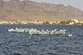 Migratory Pelican Birds on boats on Lake Anasagar in Ajmer. India Royalty Free Stock Photo