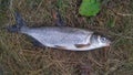 A migratory protected fish Rybets (Vimba vimba) of the carp family caught in the river. Lying on dry grass. After shooting, releas