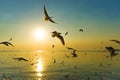 Migratory Seagulls birds