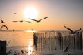 Seagulls Flying At The Pangpoo