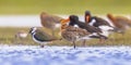 Migratory Wader Birds resting in Wetland