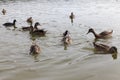 migratory wild ducks in European lakes
