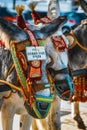 Close up of colorful decorated donkeys famous as Burro-taxi waiting for passengers in Mijas, a major