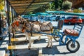 Close up of colorful decorated donkeys famous as Burro-taxi waiting for passengers in Mijas, a major