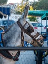 Mijas, Spain - December 09, 2018: Close View of Donkey in Mijas Village