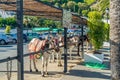 Donkeys in the town of Mijas, Andalusia, southern Spain Royalty Free Stock Photo