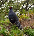 Mikado pheasant Royalty Free Stock Photo