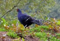 Mikado pheasant Syrmaticus mikado male Royalty Free Stock Photo