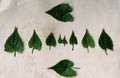 Mikania Micrantha Plants, Green Leaf Design's Royalty Free Stock Photo