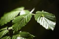 Mikiola fagi, eggs of the mosquito on leaves of a beech