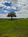 Mikumi, Tanzania - December 6, 2019: african black buffalo eating grass in the distance on green meadows in savanna. Vertical Royalty Free Stock Photo