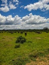 Mikumi, Tanzania - December 6, 2019: african black buffalo eating grass in the distance on green meadows in savanna. Vertical Royalty Free Stock Photo