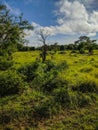 Mikumi, Tanzania - December 6, 2019: beautiful, bright African savanna against the blue sky of Mikumi national Park. Impala