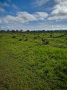 Mikumi, Tanzania - December 6, 2019: beautiful, bright African savanna against the blue sky of Mikumi national Park. Impala