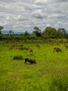 Mikumi, Tanzania - December 6, 2019: pumba and african impala african antelope eating grass in the distance on green meadows in