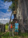 Mikumi, Tanzania - December 6, 2019: trunk of a large African baobab tree with a hollow in the savanna, Mikumi national Park.