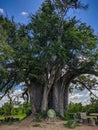 Mikumi, Tanzania - December 6, 2019: the trunk of a large african baobab tree in the savanna, Mikumi national Park. Vertical