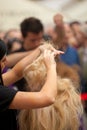 Hairdresser cutting woman`s hair