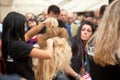 Hairdresser cutting woman`s hair Royalty Free Stock Photo