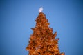 Milan, Italy 18.12.2023 in winter. Christmas tree in front of Milan cathedral, Duomo square in december, evening view Royalty Free Stock Photo