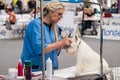 MILAN - JULY 27 2019 - A professional dog groomer prepares a West Highland White Terrier subject during the international dog show