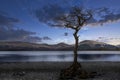 Milarrochy Bay lone tree with simulated blue hour