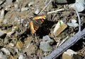 Milbert`s Tortiesshell buterfly on rocky ground Royalty Free Stock Photo