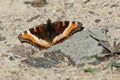 Milbert's Tortoiseshell - Aglais milberti