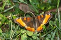 Milbert's Tortoiseshell - Aglais milberti