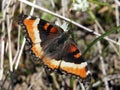 Milbert's Tortoiseshell Butterfly