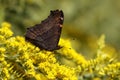 Milbert's Tortoiseshell Obtaining Nectar from a Goldenrod