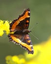 Milbert's Tortoiseshell Obtaining Nectar from a Goldenrod