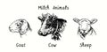 Milch animals collection, goat, cow, sheep heads. Ink drawing illustration