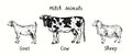 Milch animals collection, Standing goat, cow, sheep side view. Ink black and white drawing Royalty Free Stock Photo