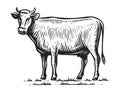 Milch Cow standing in full length, side view in sketch style. Farm animal isolated. Hand drawn vintage illustration