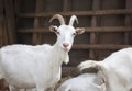Milch goat in the barn Royalty Free Stock Photo