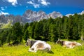 Milck cow grazes on the Italian alpine mountains. green grass pasture, forest and mountains under blue sky. Italian Dolomites.