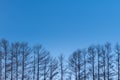 Mild seven hill in winter, Biei, Hokkaido, Japan Royalty Free Stock Photo