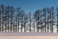 Mild seven hill in winter, Biei, Hokkaido, Japan Royalty Free Stock Photo