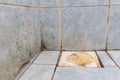 Mildew, dirty unhygienic mold growing on bathroom wall tile