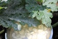 Mildew and garlic in water Royalty Free Stock Photo