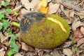 Mildew on jackfruit Royalty Free Stock Photo