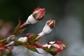 Mildew on roses. Royalty Free Stock Photo