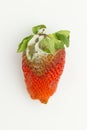 Mildew strawberry Royalty Free Stock Photo