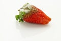 Mildew strawberry Royalty Free Stock Photo