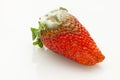Mildew strawberry Royalty Free Stock Photo