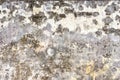 Mildewed walls Royalty Free Stock Photo